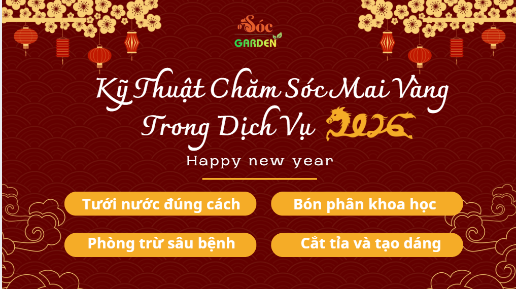 Kỹ Thuật Chăm Sóc Mai Vàng Trong Dịch Vụ 2026
