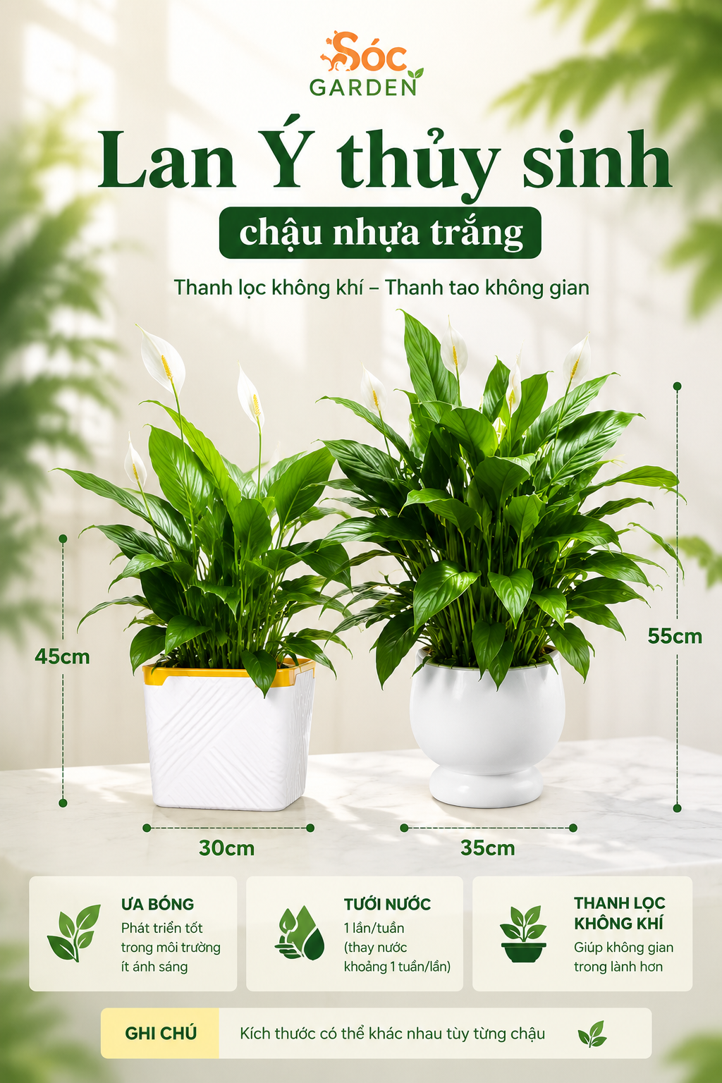 Cây Lan Ý Thủy Sinh Chậu Nhựa Vẻ Đẹp Hiện Đại