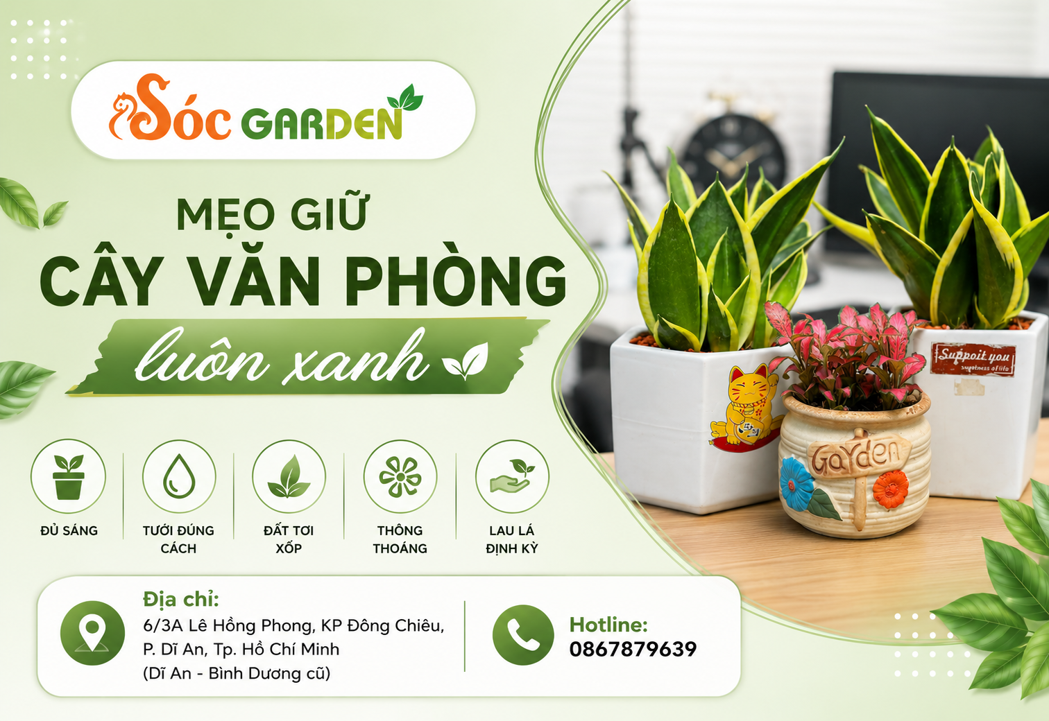 Mẹo giữ cây văn phòng luôn xanh