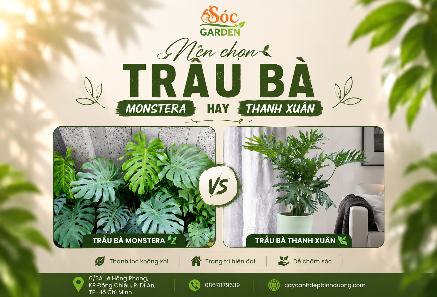 Nên chọn Trầu Bà Monstera hay Trầu Bà Thanh Xuân