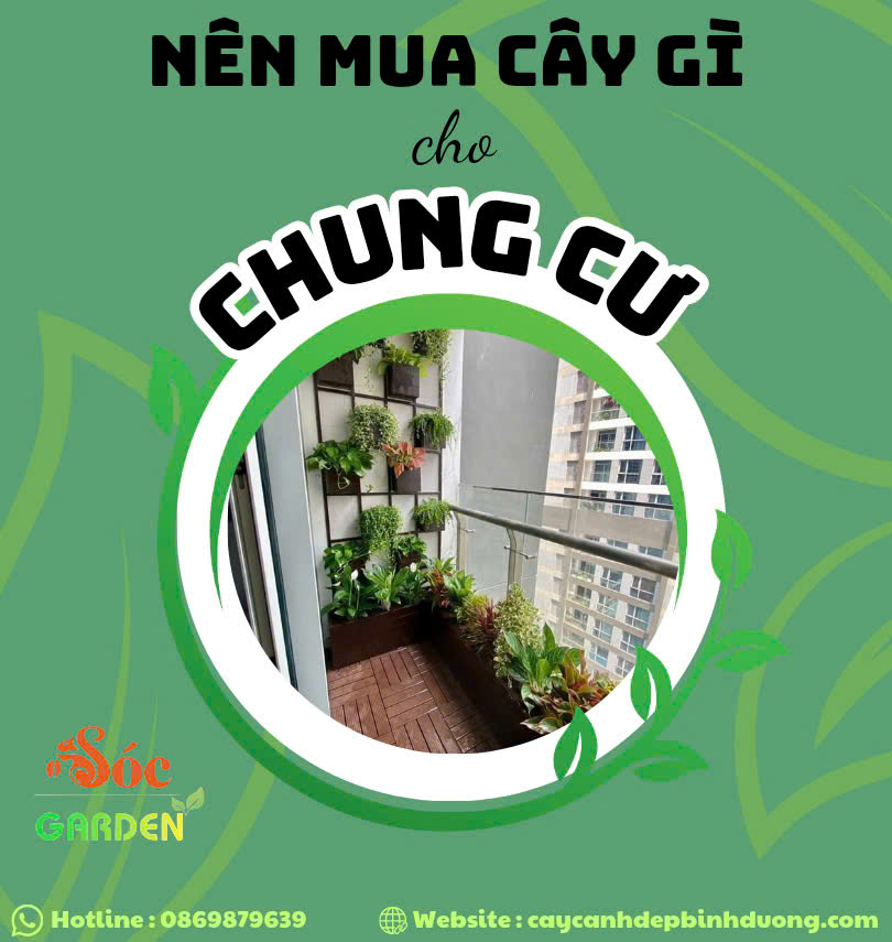 Nên Mua Cây Gì Cho Chung Cư Ít Nắng, Dễ Chăm?