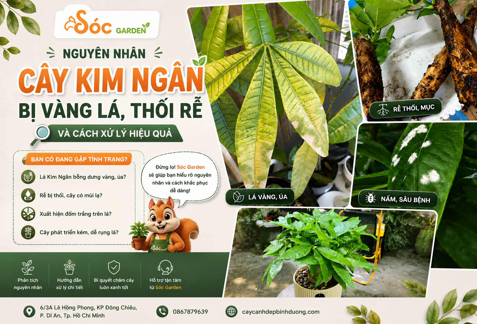 Nguyên nhân cây Kim Ngân bị vàng lá, thối rễ