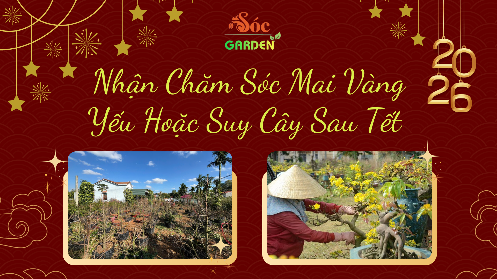Nhận Chăm Sóc Mai Vàng Yếu Hoặc Suy Cây Sau Tết