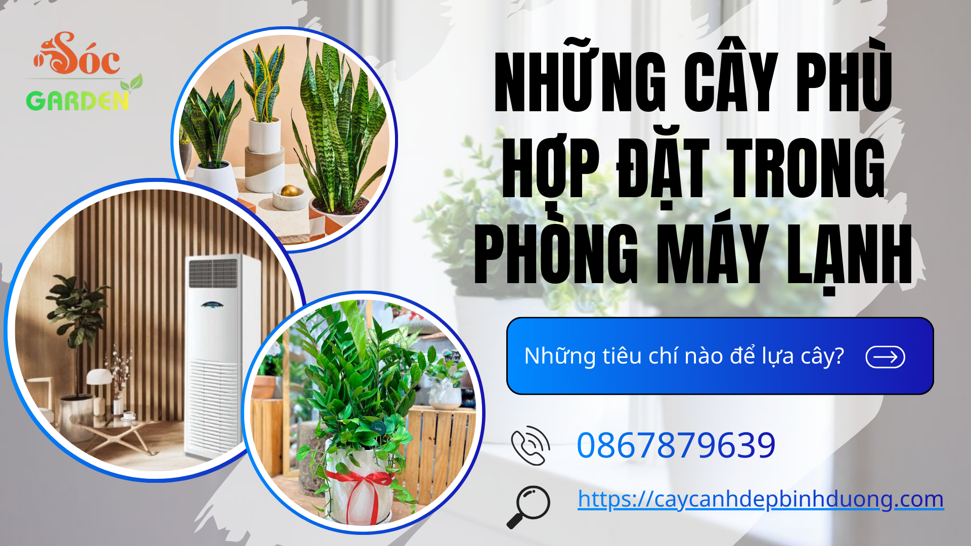 Những cây phù hợp đặt trong phòng máy lạnh