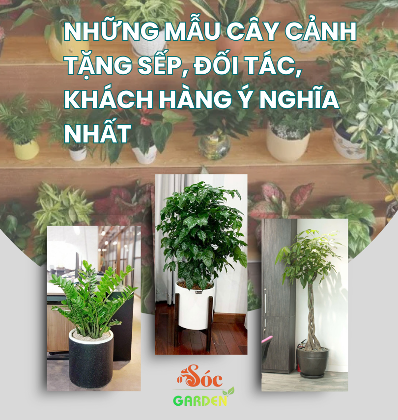 Những Mẫu Cây Cảnh Tặng Sếp, Đối Tác, Khách Hàng 
