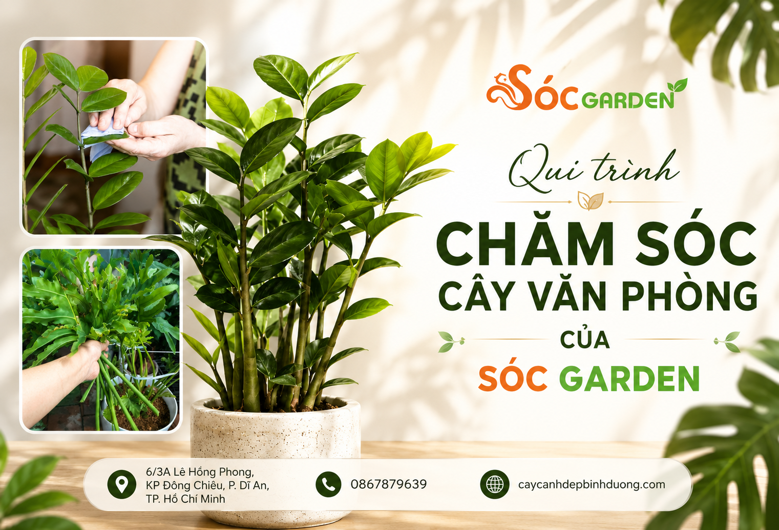 Quy trình Chăm sóc Cây Văn Phòng của Sóc Garden
