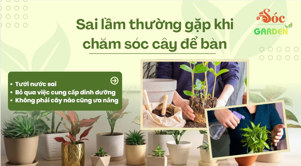 Sai lầm thường gặp khi chăm sóc cây để bàn