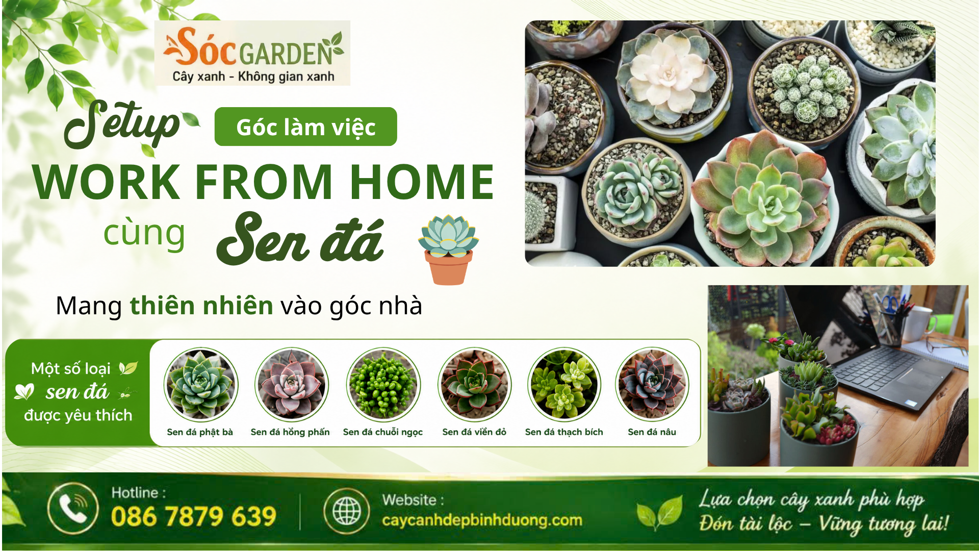 Setup góc làm việc Work From Home cùng sen đá