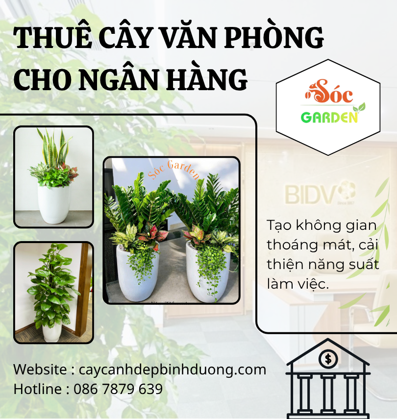 Cho thuê cây văn phòng cho ngân hàng