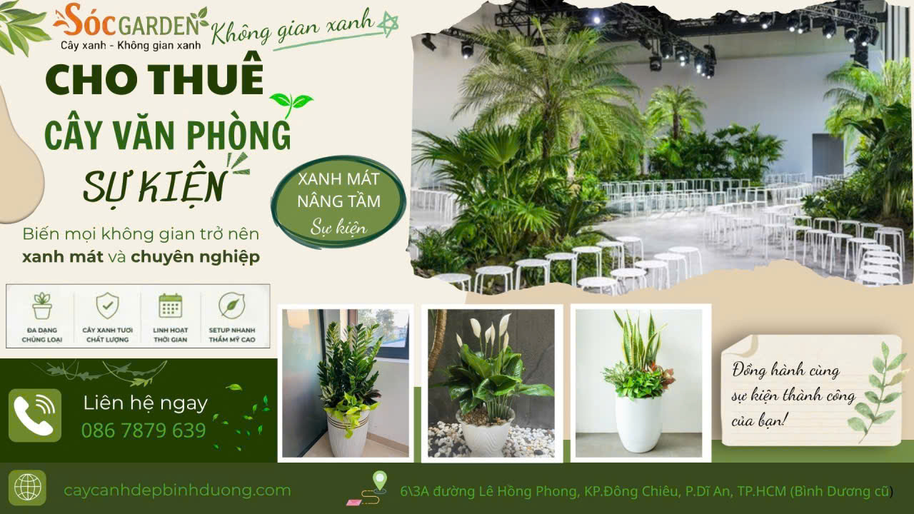 Cho thuê cây văn phòng cho sự kiện