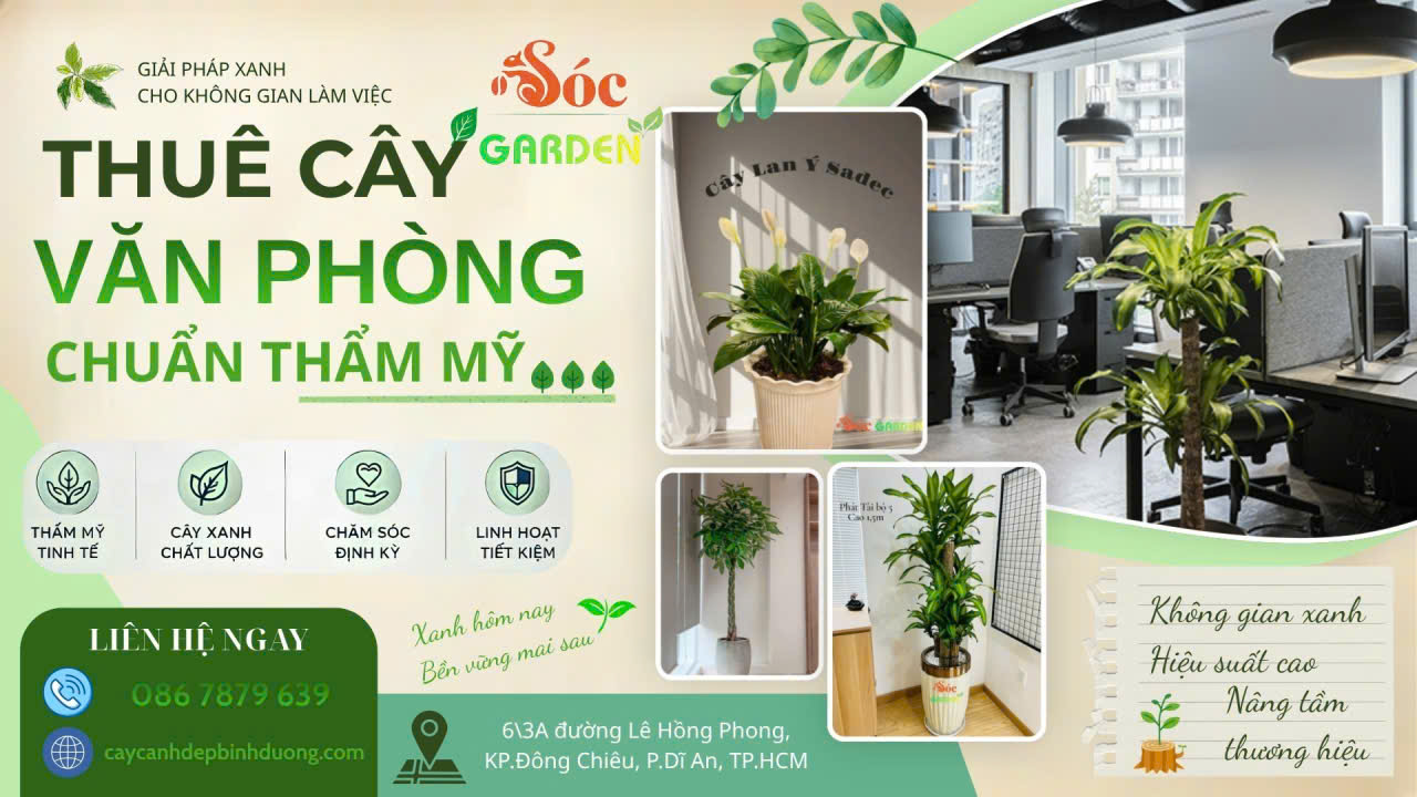 Cho thuê cây văn phòng chuẩn thẩm mỹ