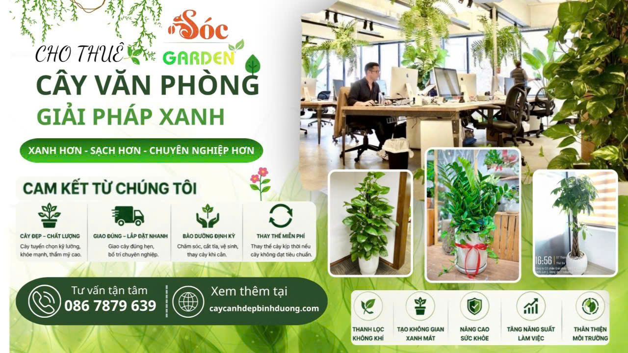 Cho thuê cây văn phòng giải pháp xanh