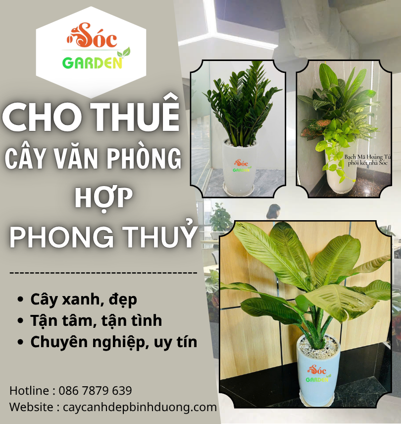 Cho thuê cây văn phòng theo phong thủy
