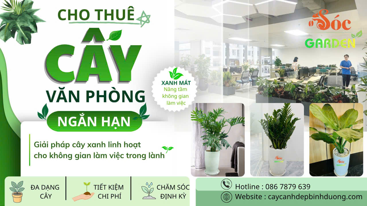 Cho thuê cây văn phòng ngắn hạn