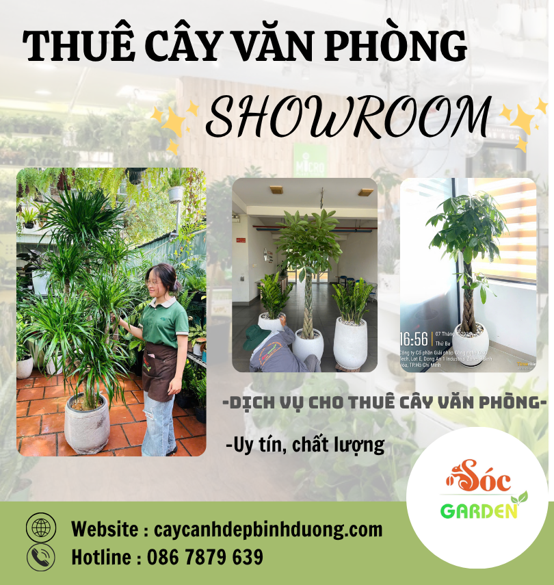 Cho thuê cây văn phòng cho showroom