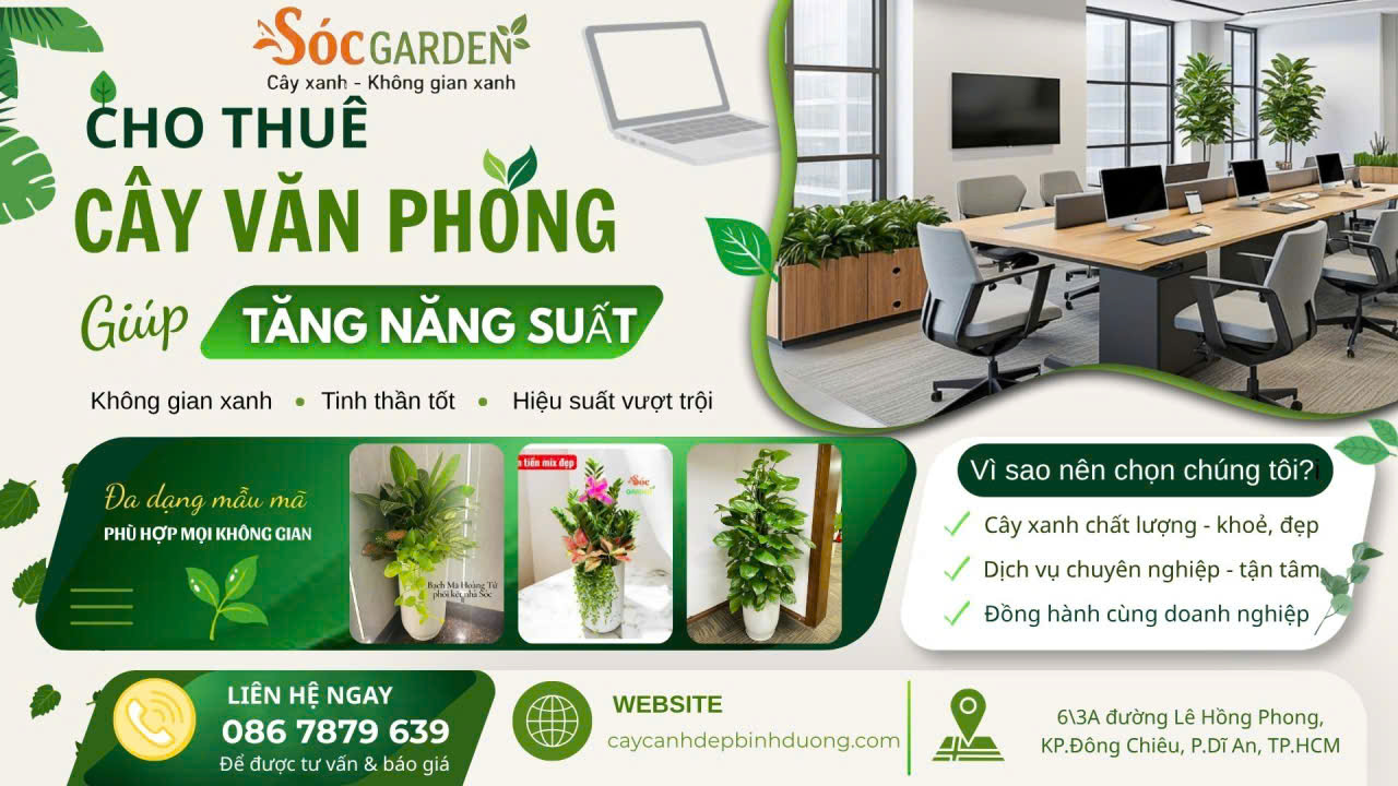 Cho thuê cây văn phòng giúp tăng năng suất