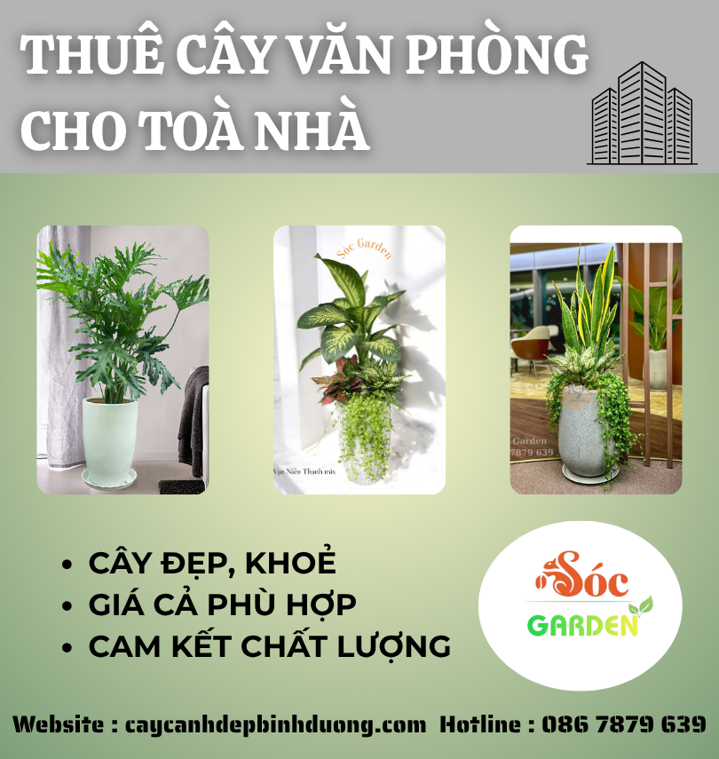 Cho thuê cây văn phòng cho tòa nhà