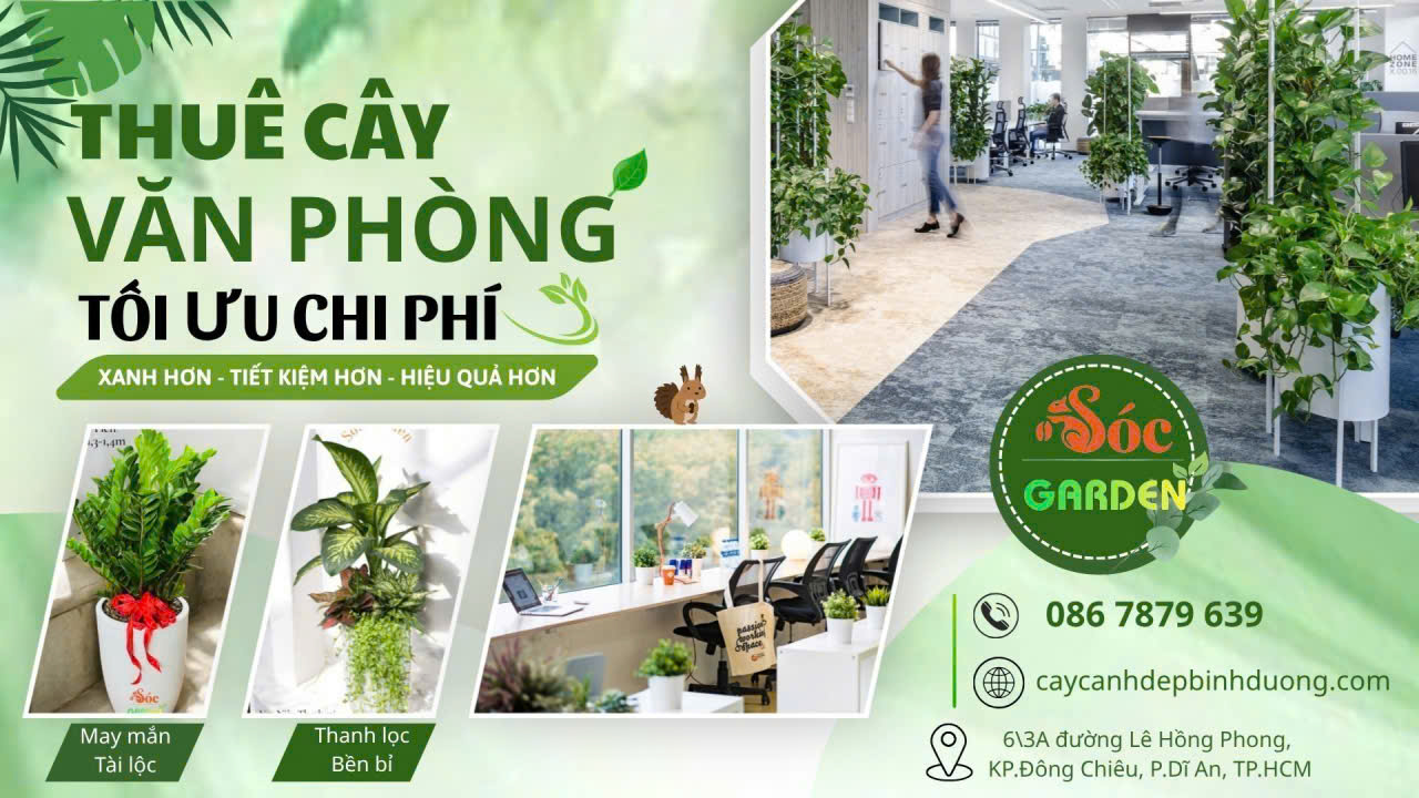 Cho thuê cây văn phòng tối ưu chi phí