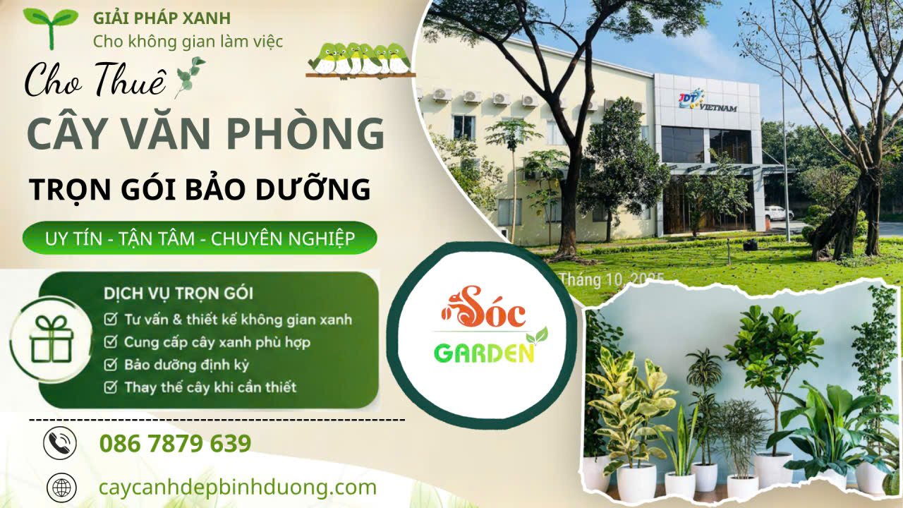 Cho thuê cây văn phòng trọn gói bảo dưỡng
