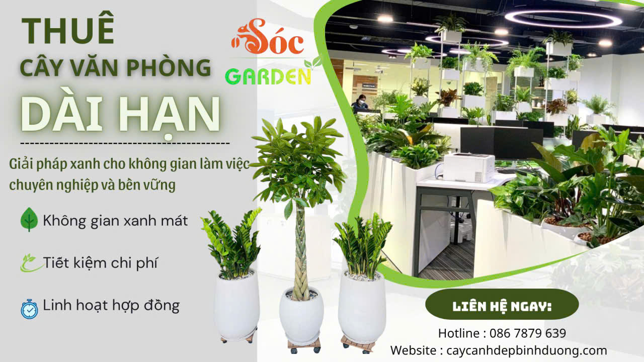 Cho Thuê Cây văn Phòng Uy Tín tại Dĩ An