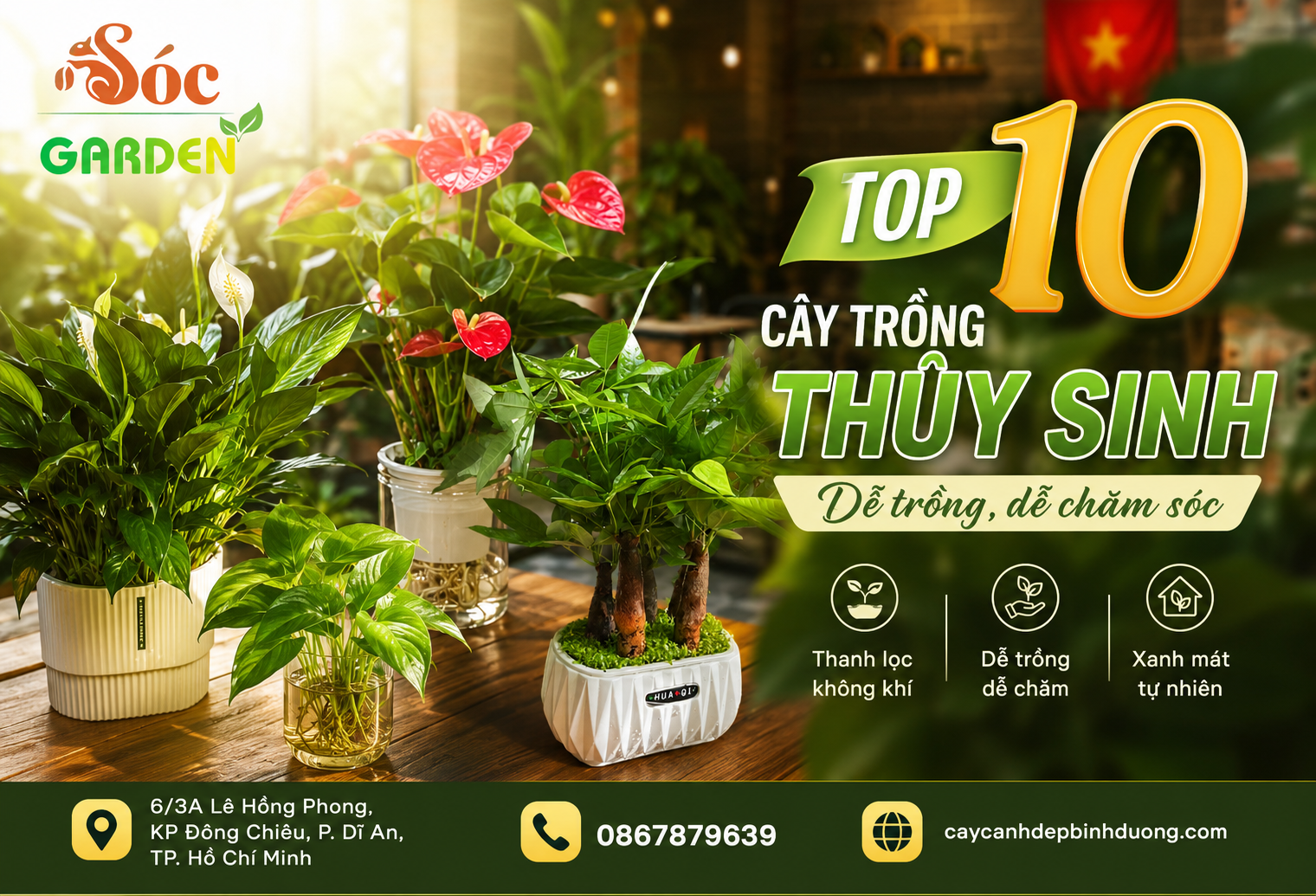 Top 10 cây trồng thủy sinh dễ trồng, dễ chăm sóc