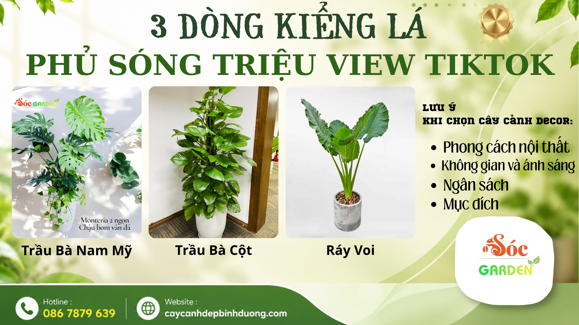 Top 3 dòng kiểng lá phủ sóng triệu view TikTok