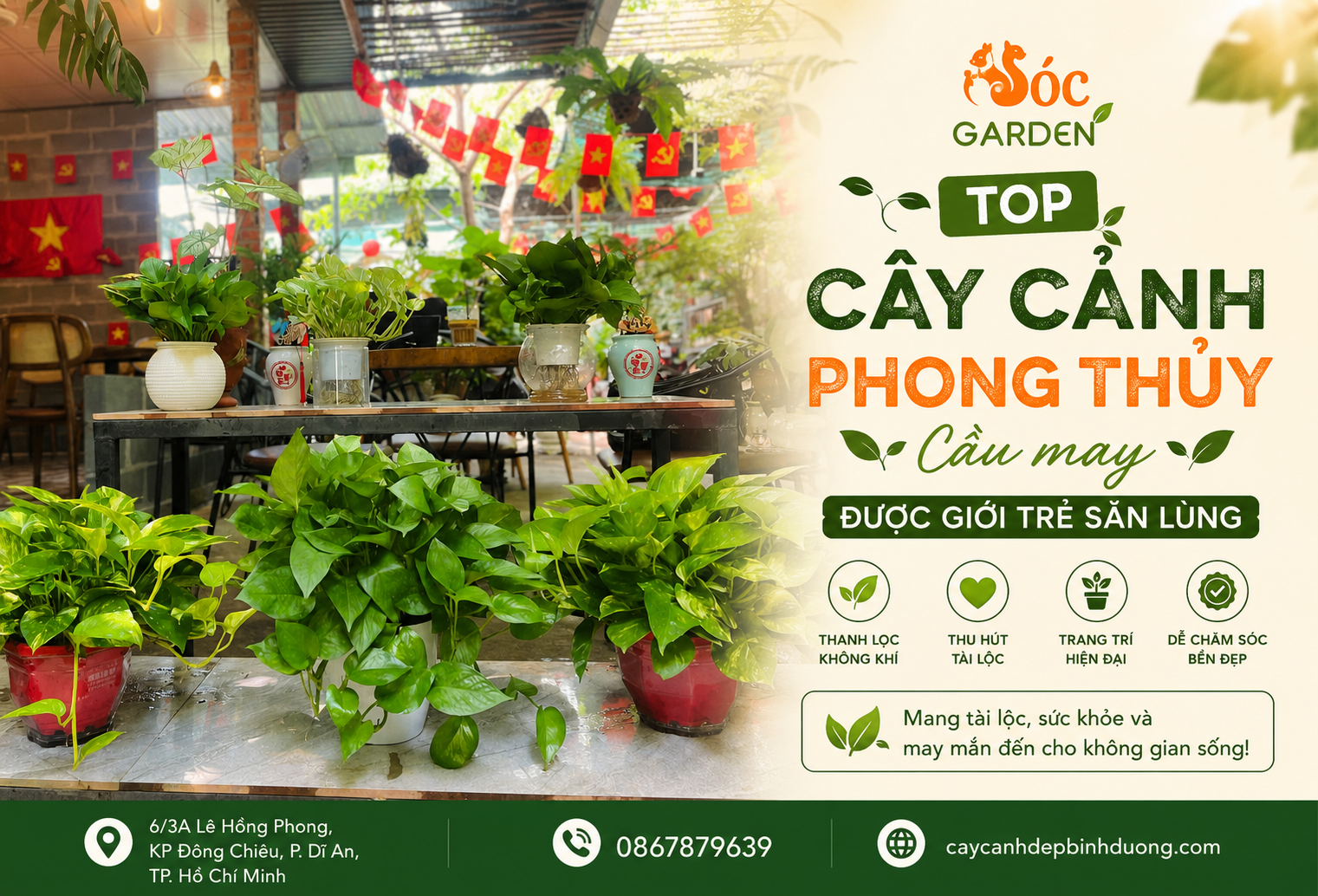 Top cây cảnh phong thủy cầu may được giới trẻ săn lùng