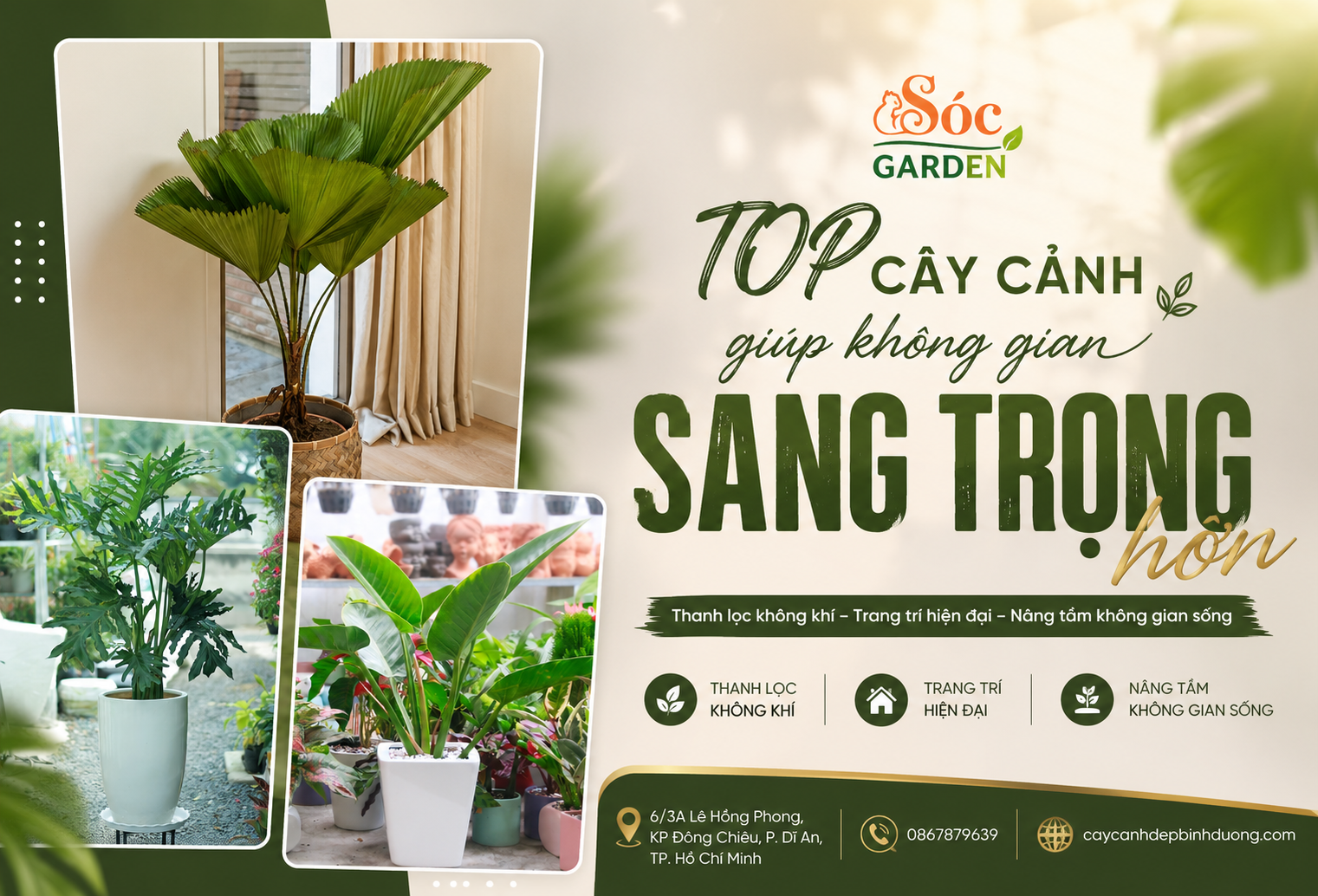 Top cây cảnh giúp không gian sang trọng hơn