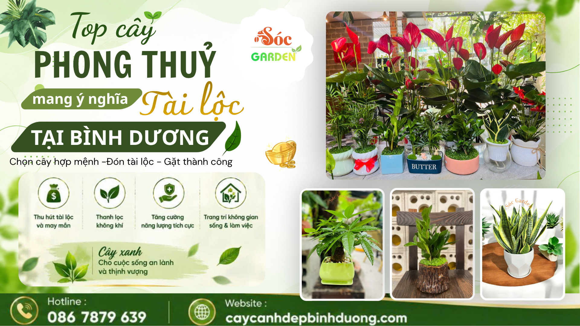 Cây phong thủy mang ý nghĩa tài lộc tại Bình Dương