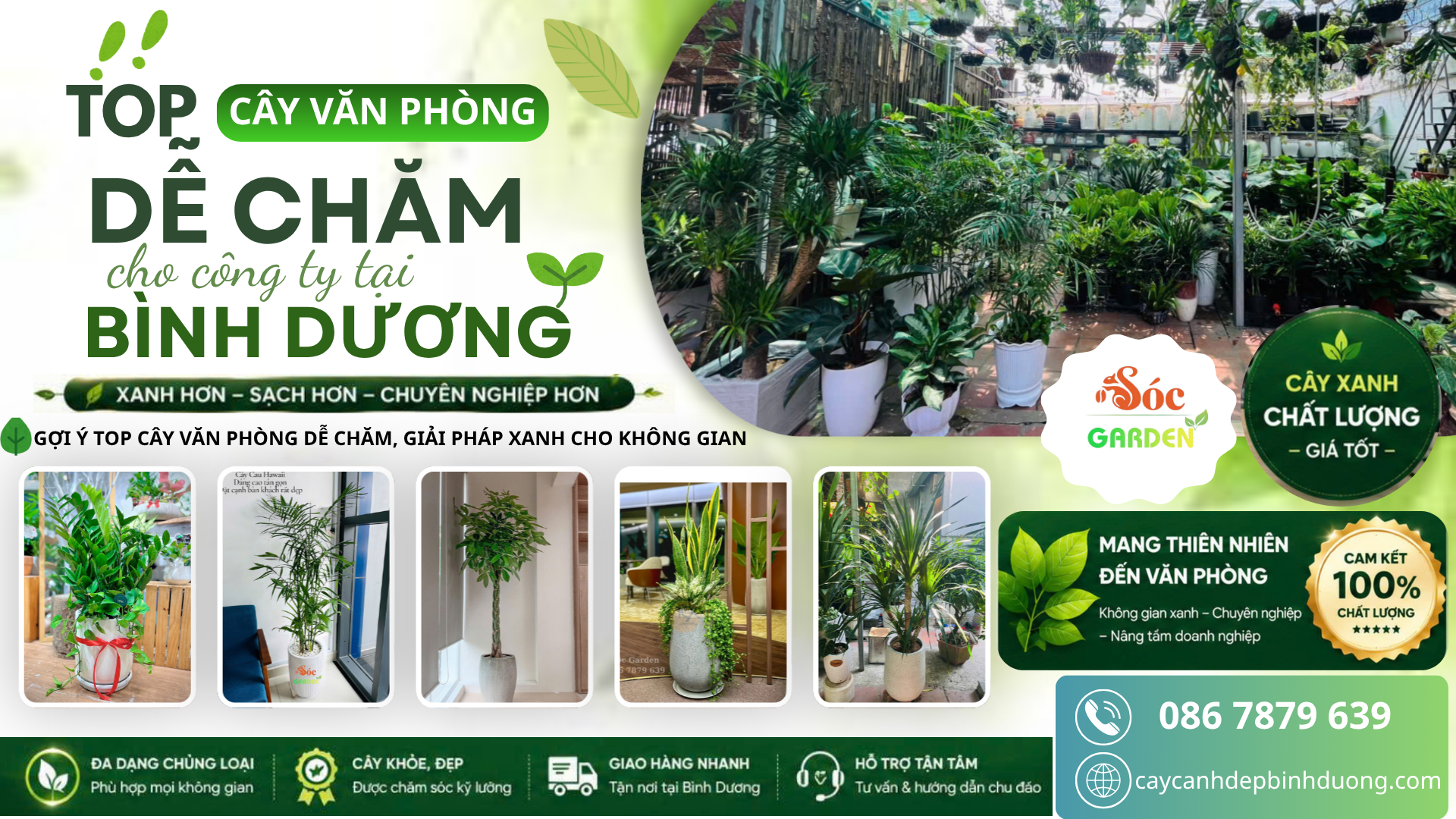 Top cây văn phòng dễ chăm cho công ty
