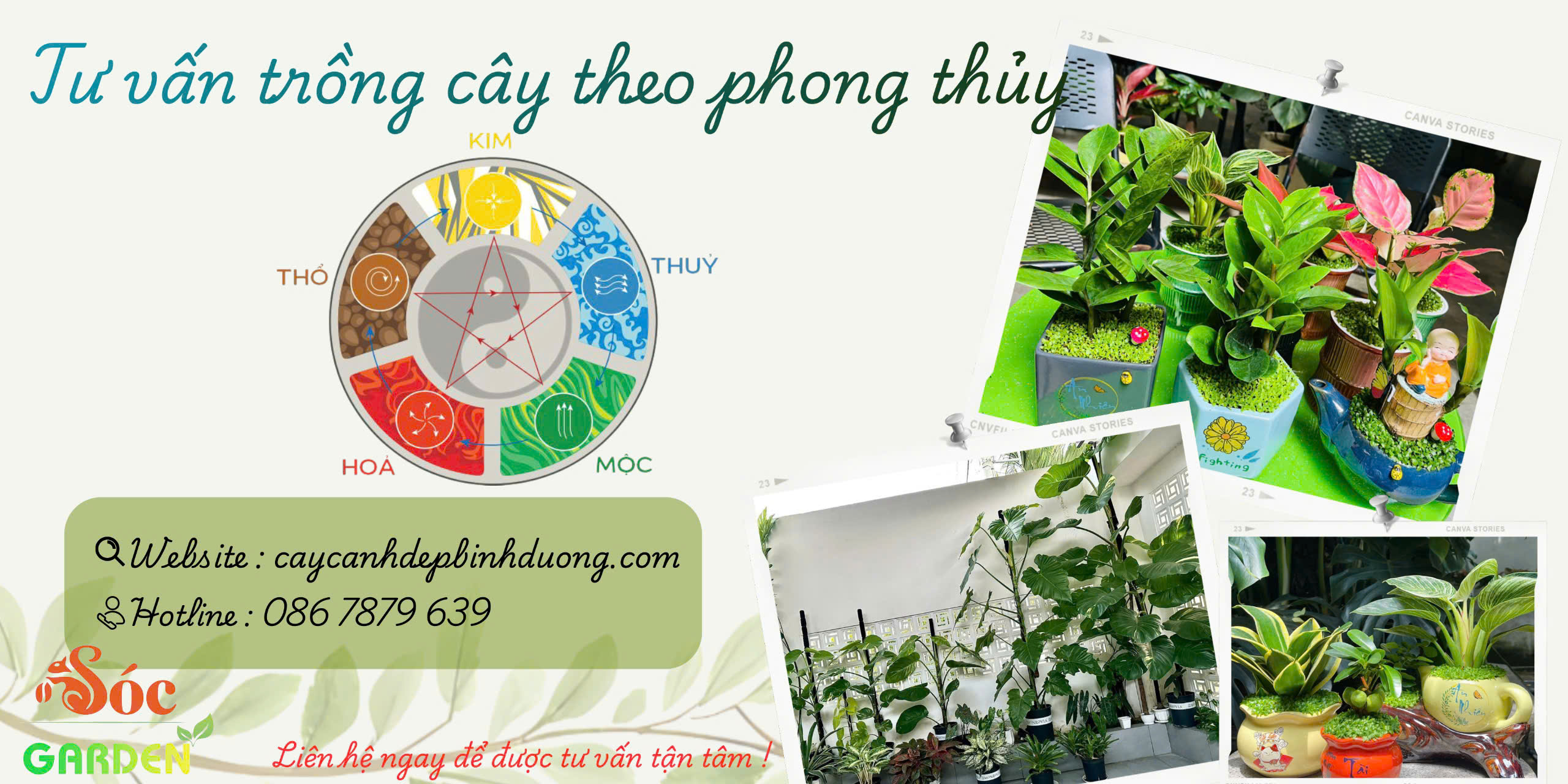 Tư vấn trồng cây phong thủy