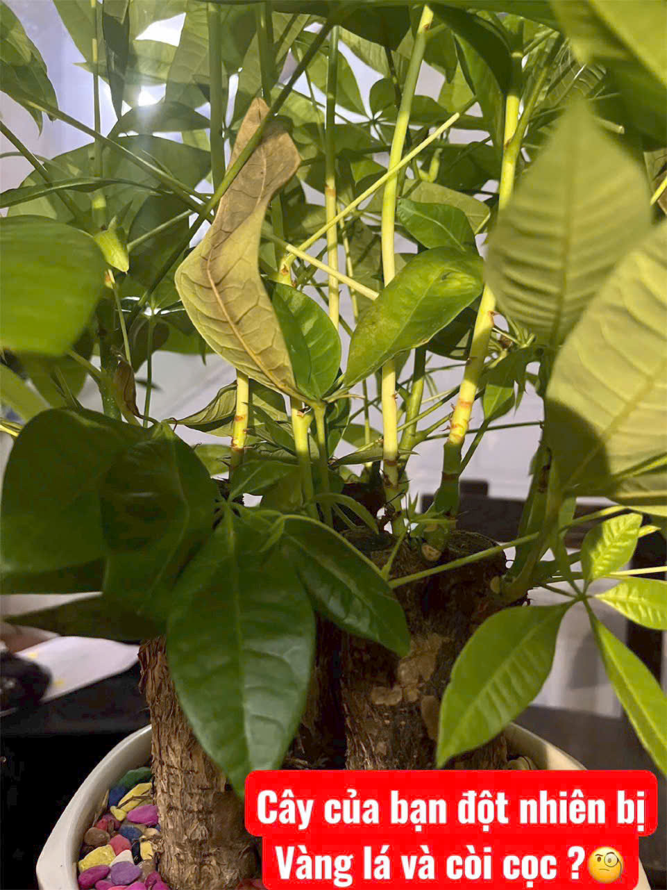 Lý do cây của bạn cứ vàng lá hoặc thối rễ 