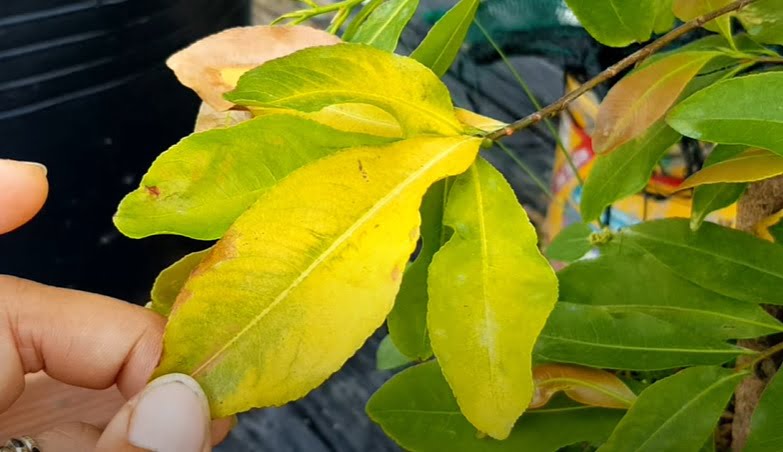 cây hoa mai vàng bị vàng lá