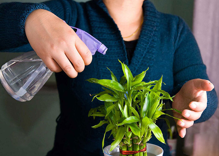 tưới nước cho cây đúng cách