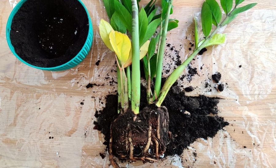 không phải cây nào cũng tưới hàng ngày