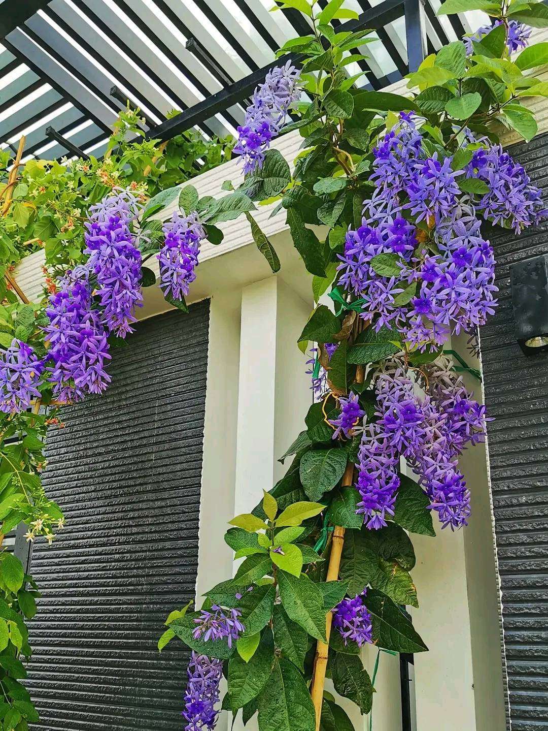 Ý nghĩa phong thủy và giá trị tinh thần của hoa mai xanh