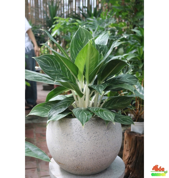 Cây bạch mã biểu tượng của sự thăng tiến