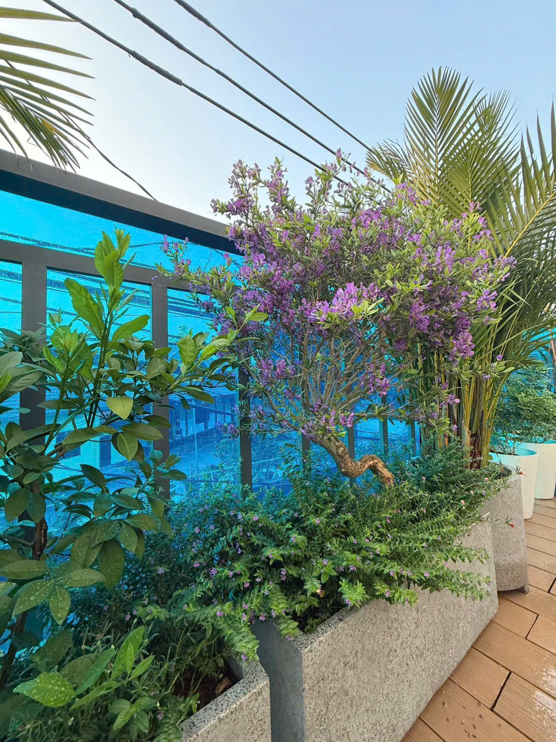 Hoa Linh San Tím ngày càng được ưa chuộng để trang trí 