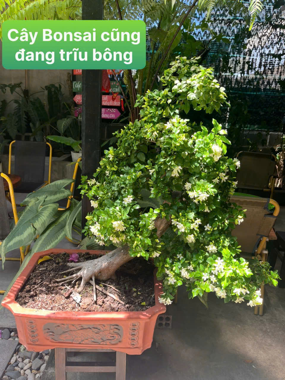 cây Nguyệt Quế là biểu tượng của chiến thắng, vinh quang