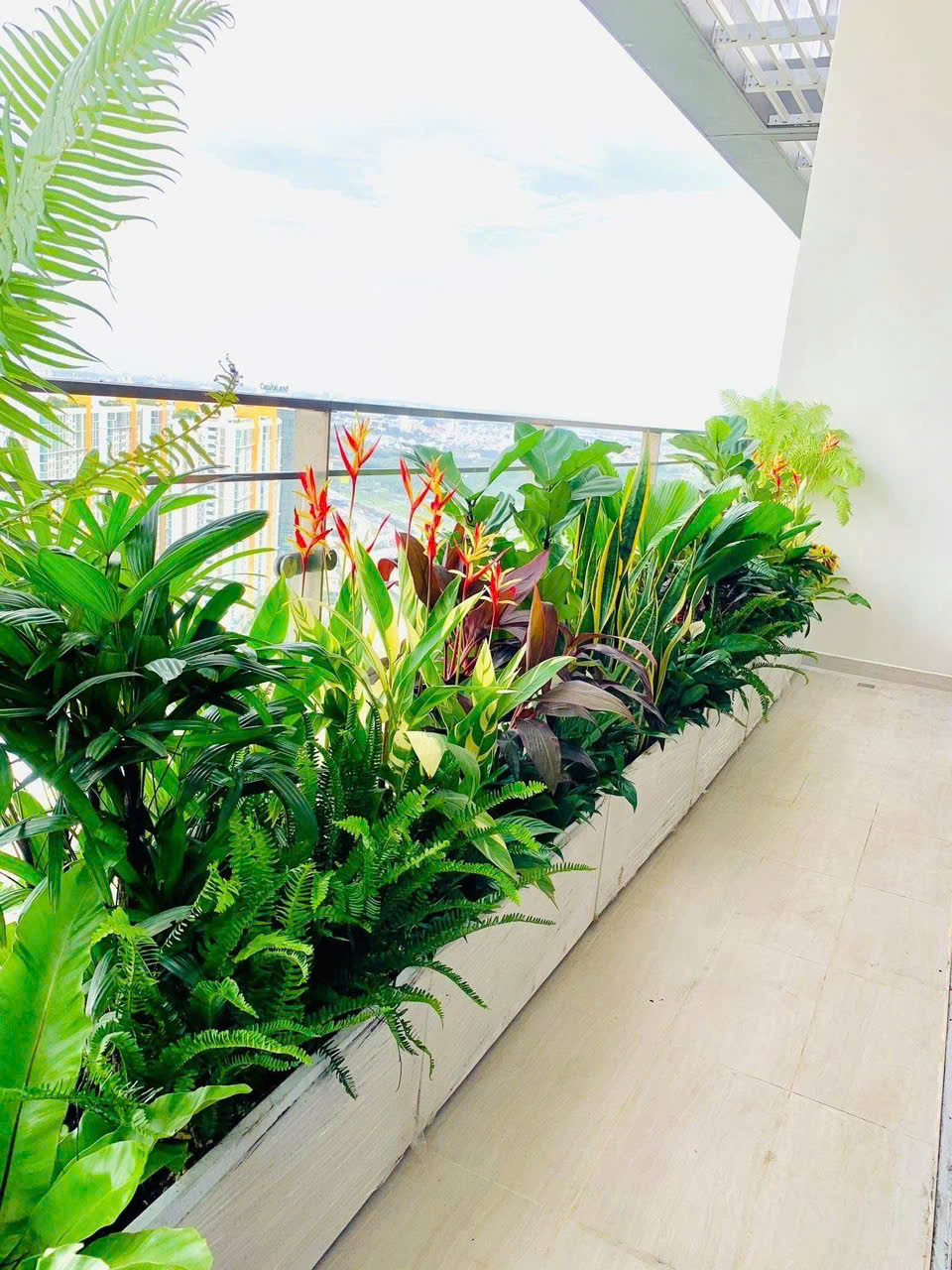 Bán cây cảnh tại Dĩ An nhiều mẫu cho ban công mát