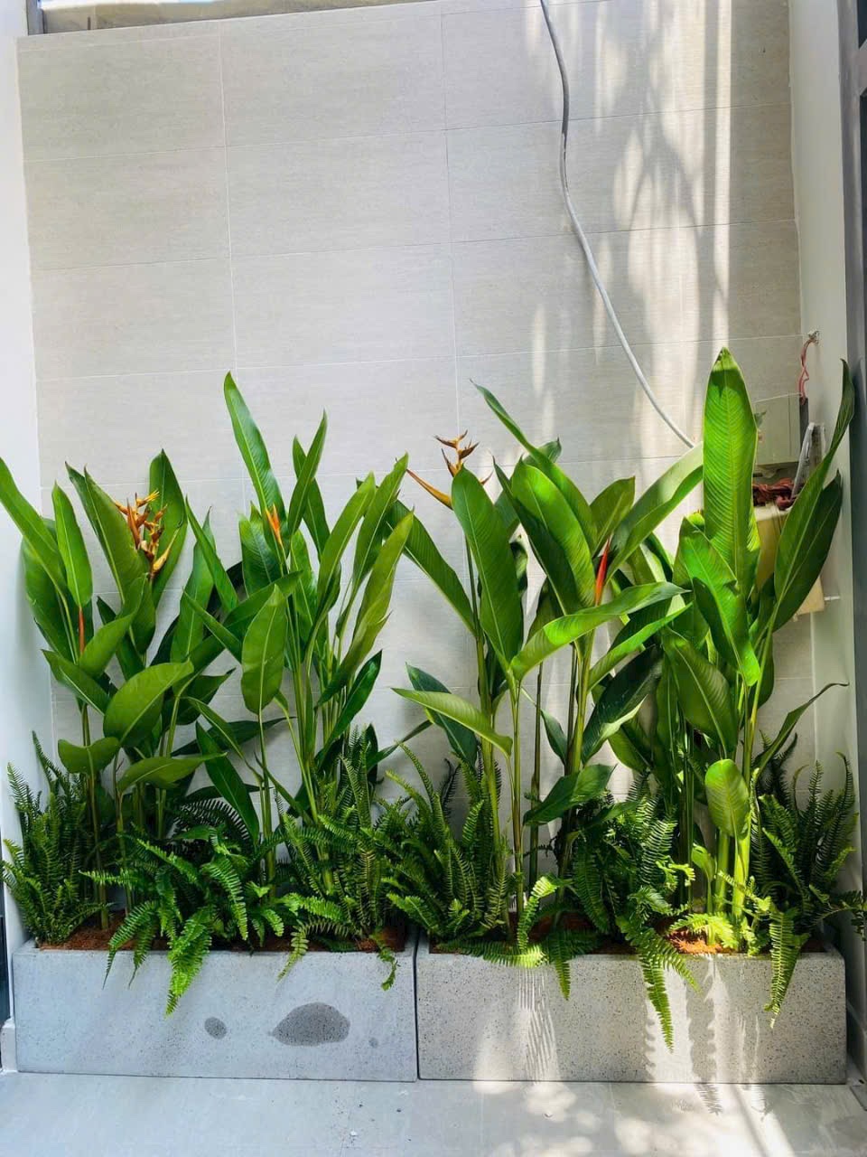 Cây công trình: Mang đến bóng mát, vẻ đẹp cho cảnh quan đô thị, công ty, trường học