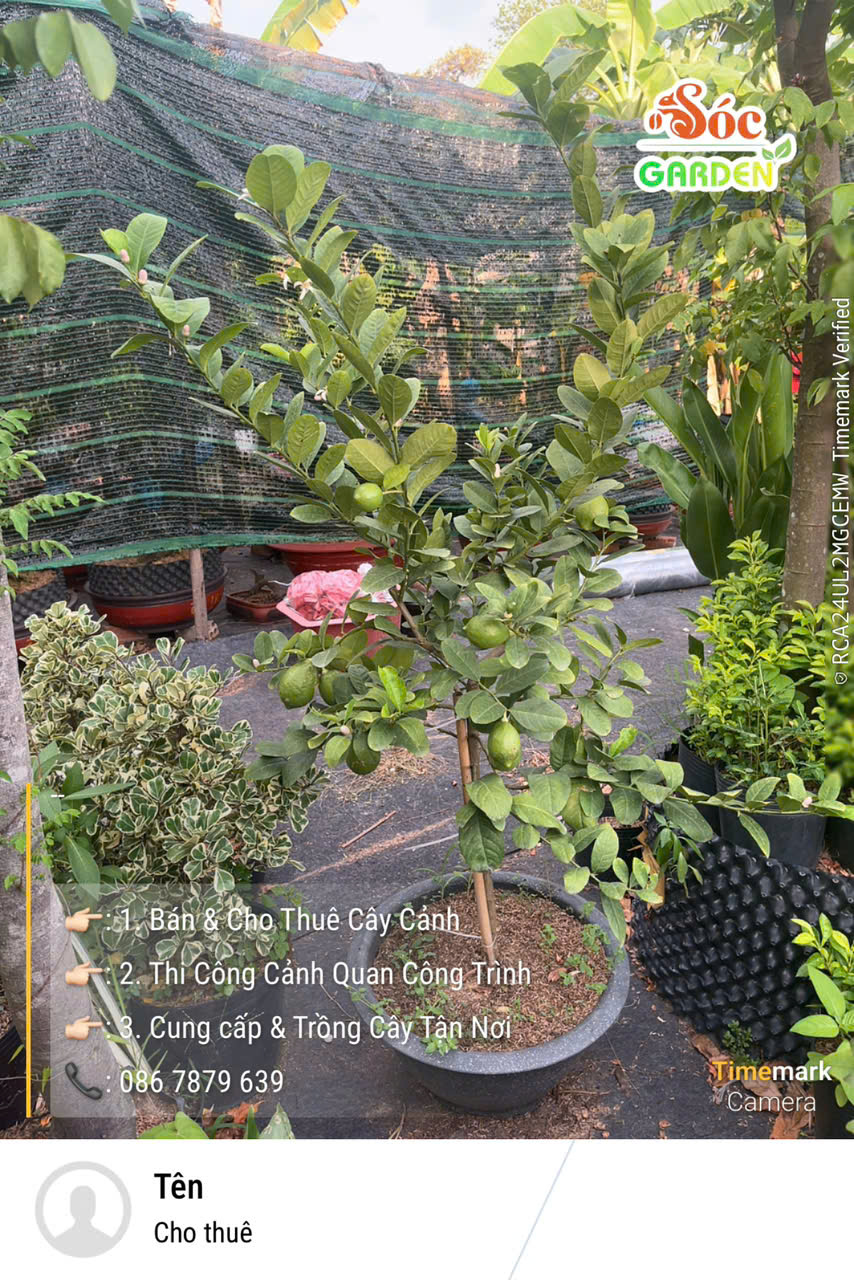 Cây Chanh Vàng Mỹ Trồng Ban Công Hay Sân Vườn Nắng