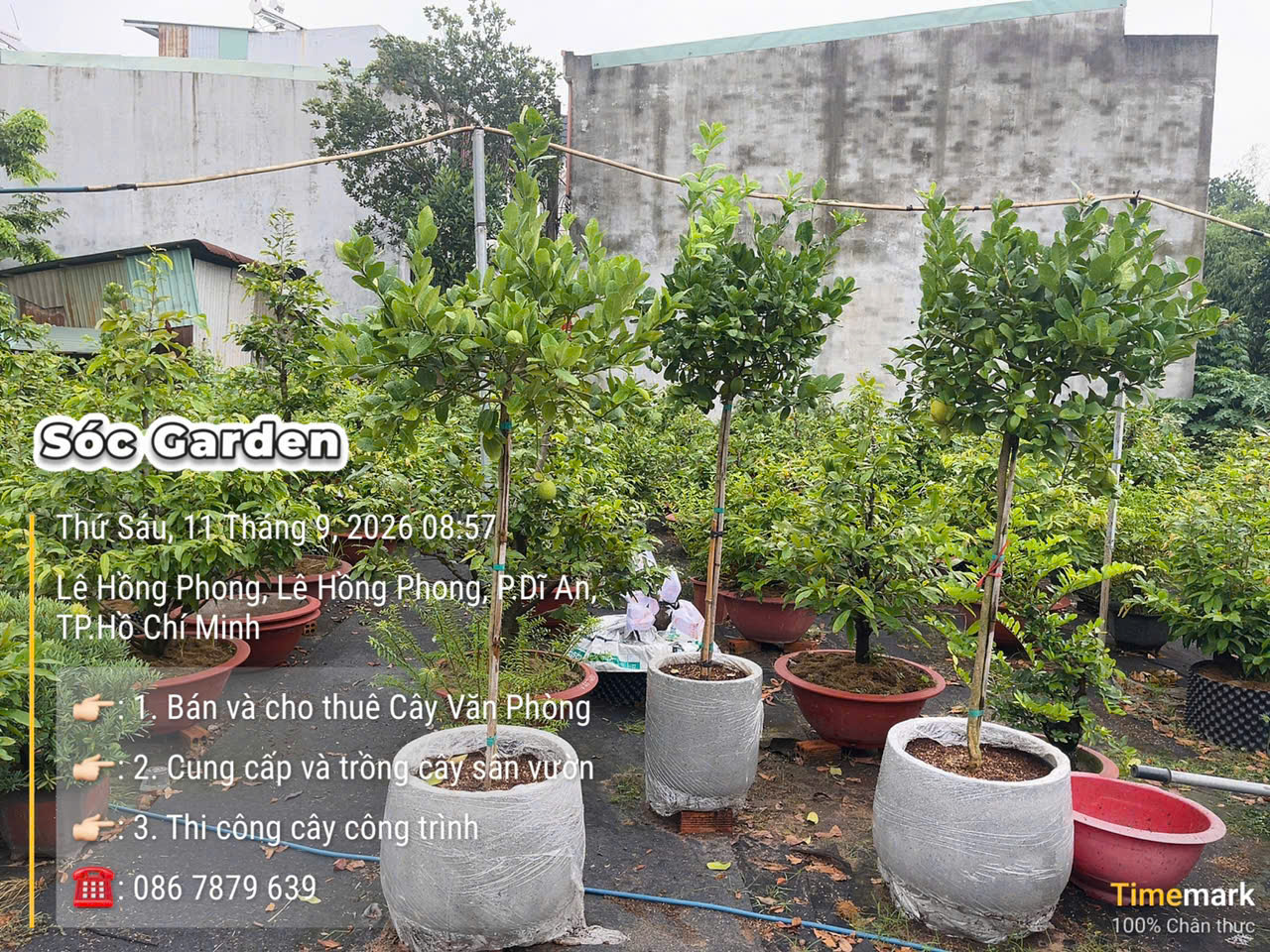 Cây Chanh Vàng Mỹ cao 1,8m