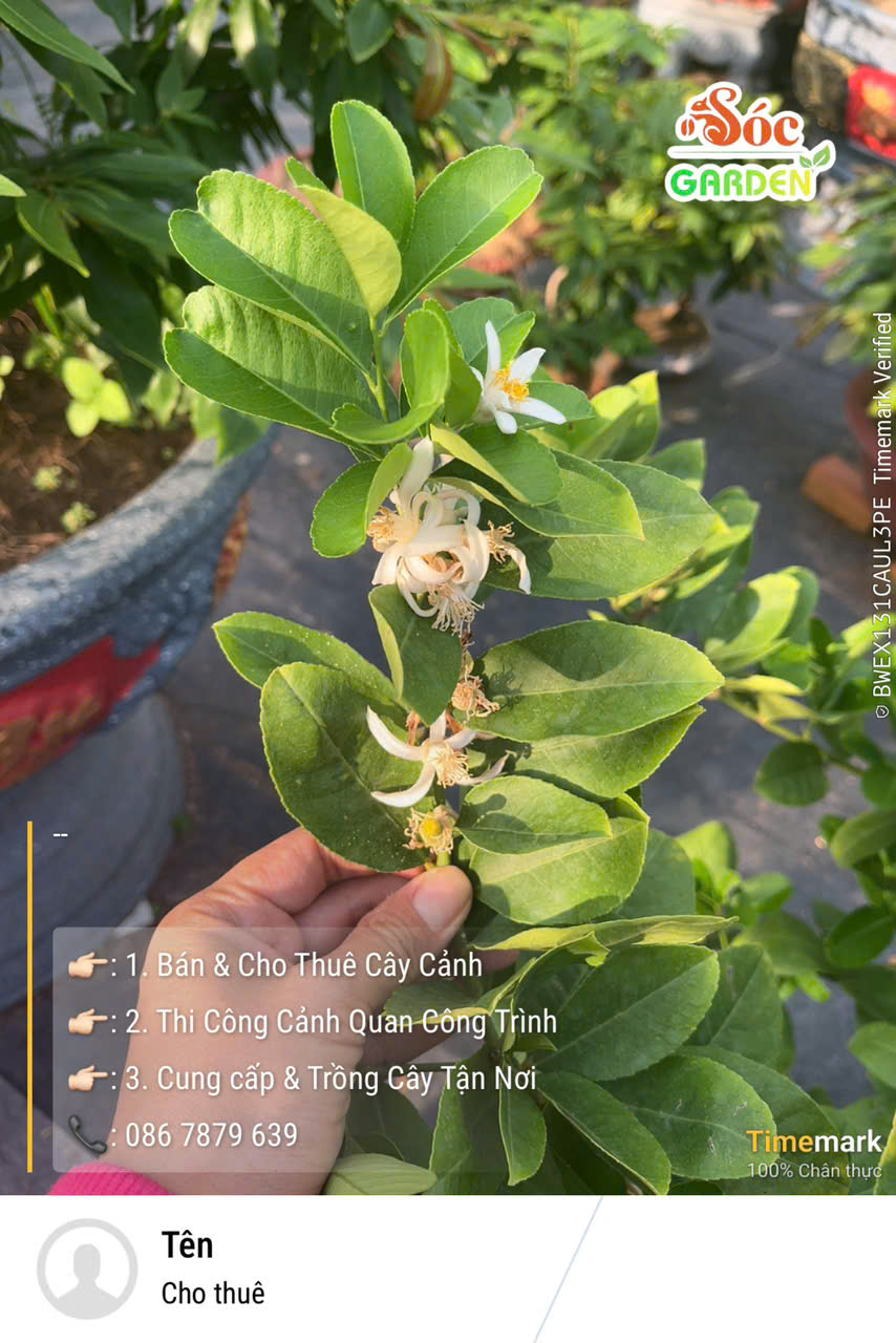 Dinh dưỡng – Bí quyết nuôi hoa kết trái
