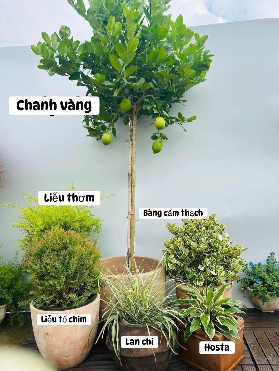 Cây Chanh Vàng