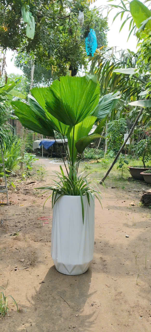 Cây cọ nhật để sàn nhỏ gọn