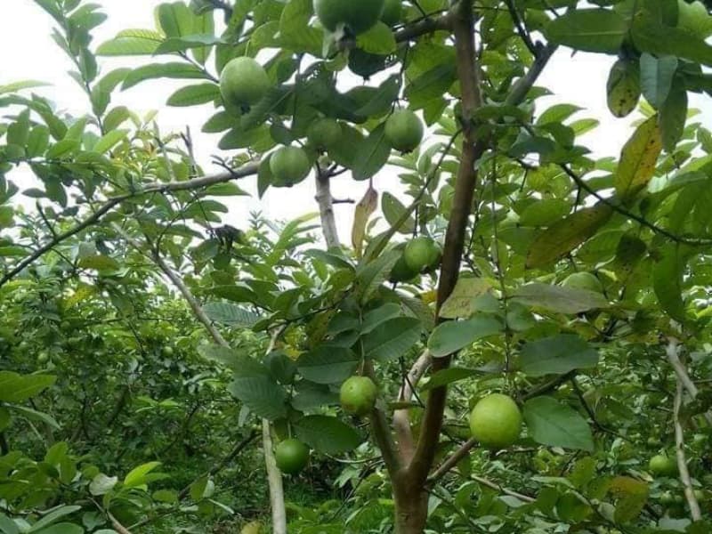 Những Loại Cây ăn trái dễ trồng, cho trái quanh năm
