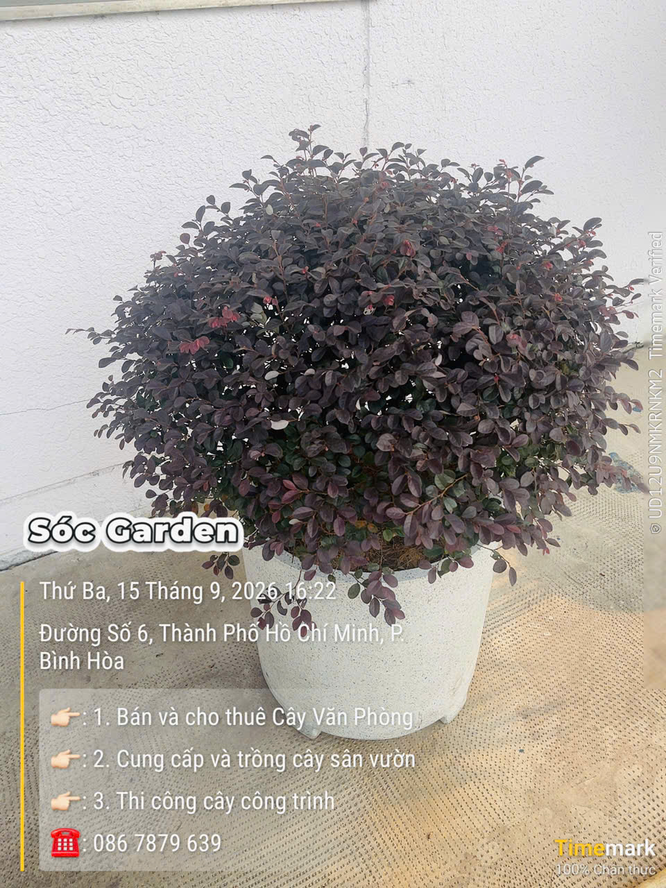 Cây hồng phụng mang năng lượng tích cực