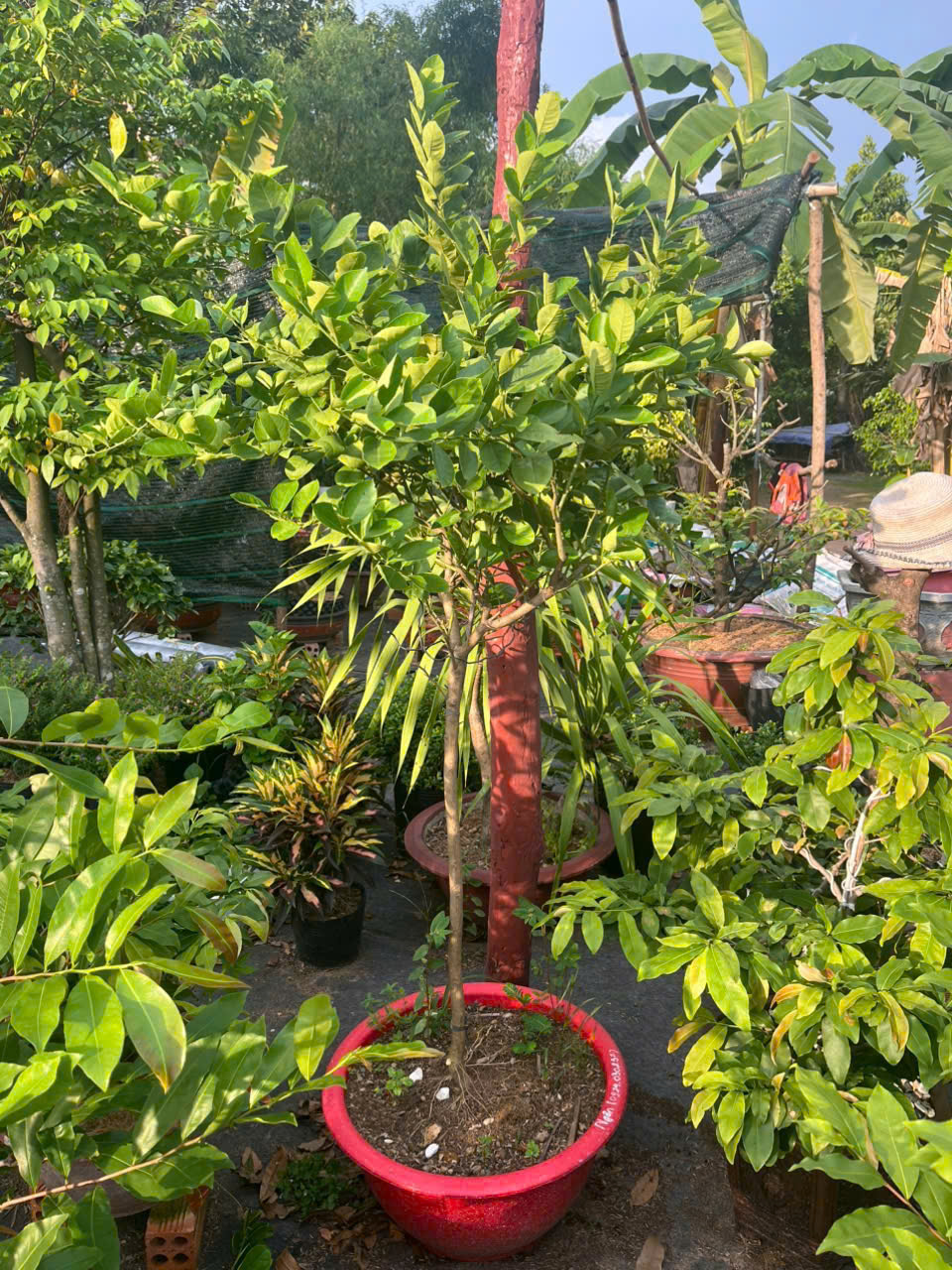 Cây Khế Chua xanh mát - trồng là có trái