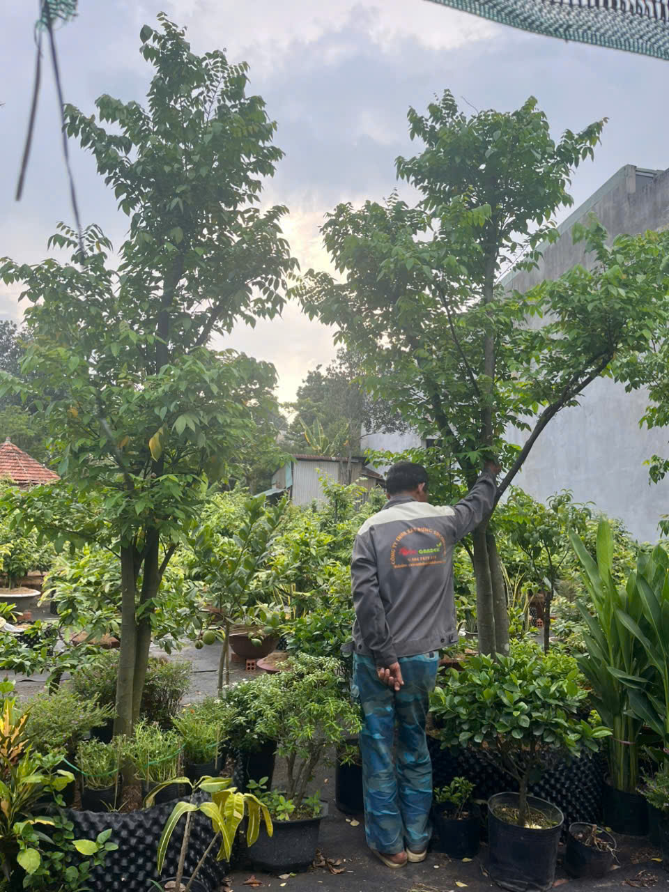 Cây Khế Chua tại Dĩ An